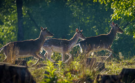 Wildlife Tour
